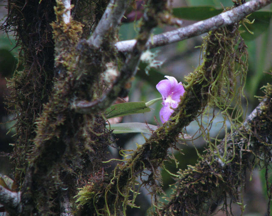 Image of Miltoniopsis bismarckii Dodson & D. E. Benn.