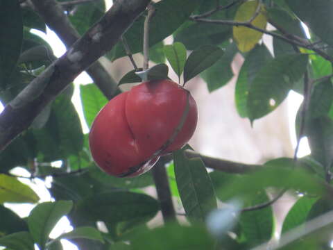 Image of Tabernaemontana macrocarpa Jack