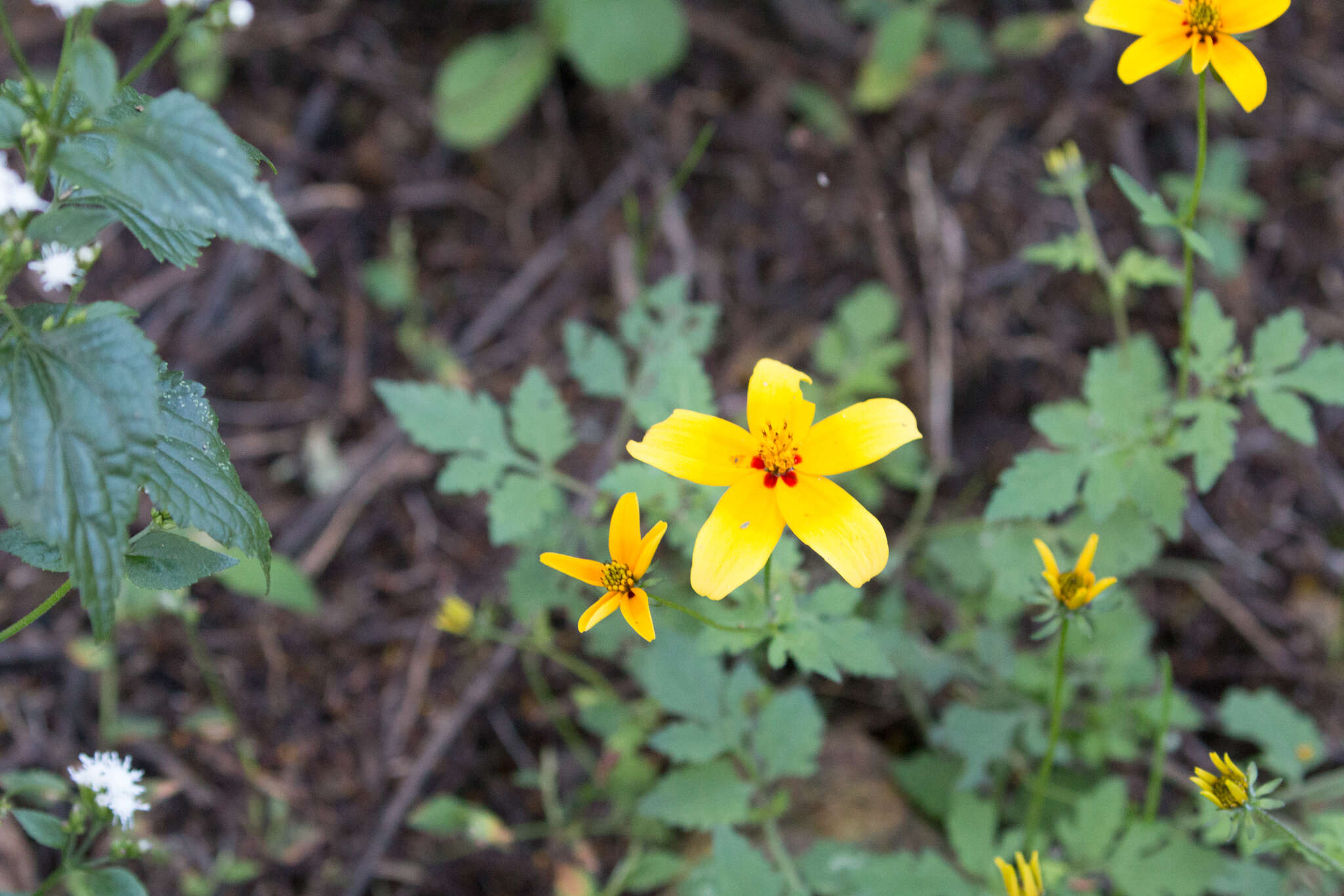 Image of Bidens bicolor Greenm.