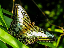 Imagem de Parthenos sylvia apicalis