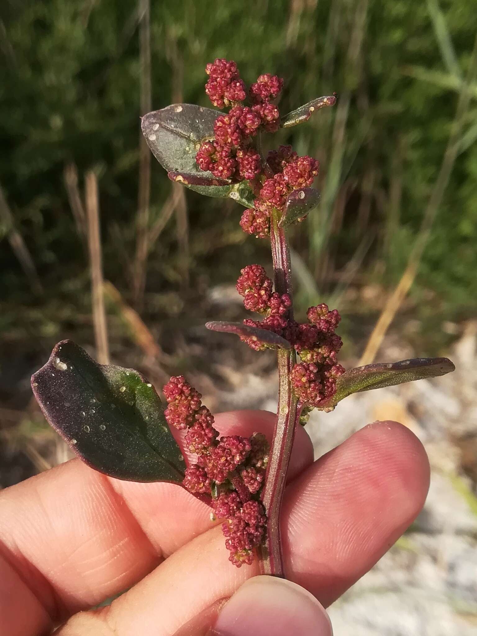 Слика од Oxybasis chenopodioides (L.) S. Fuentes, Uotila & Borsch