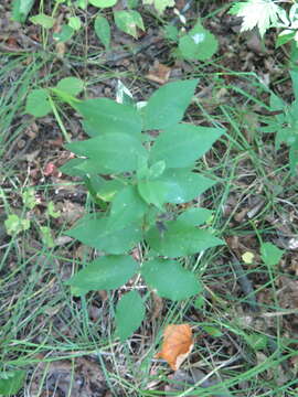 Image of Vicia ramuliflora (Maxim.) Ohwi
