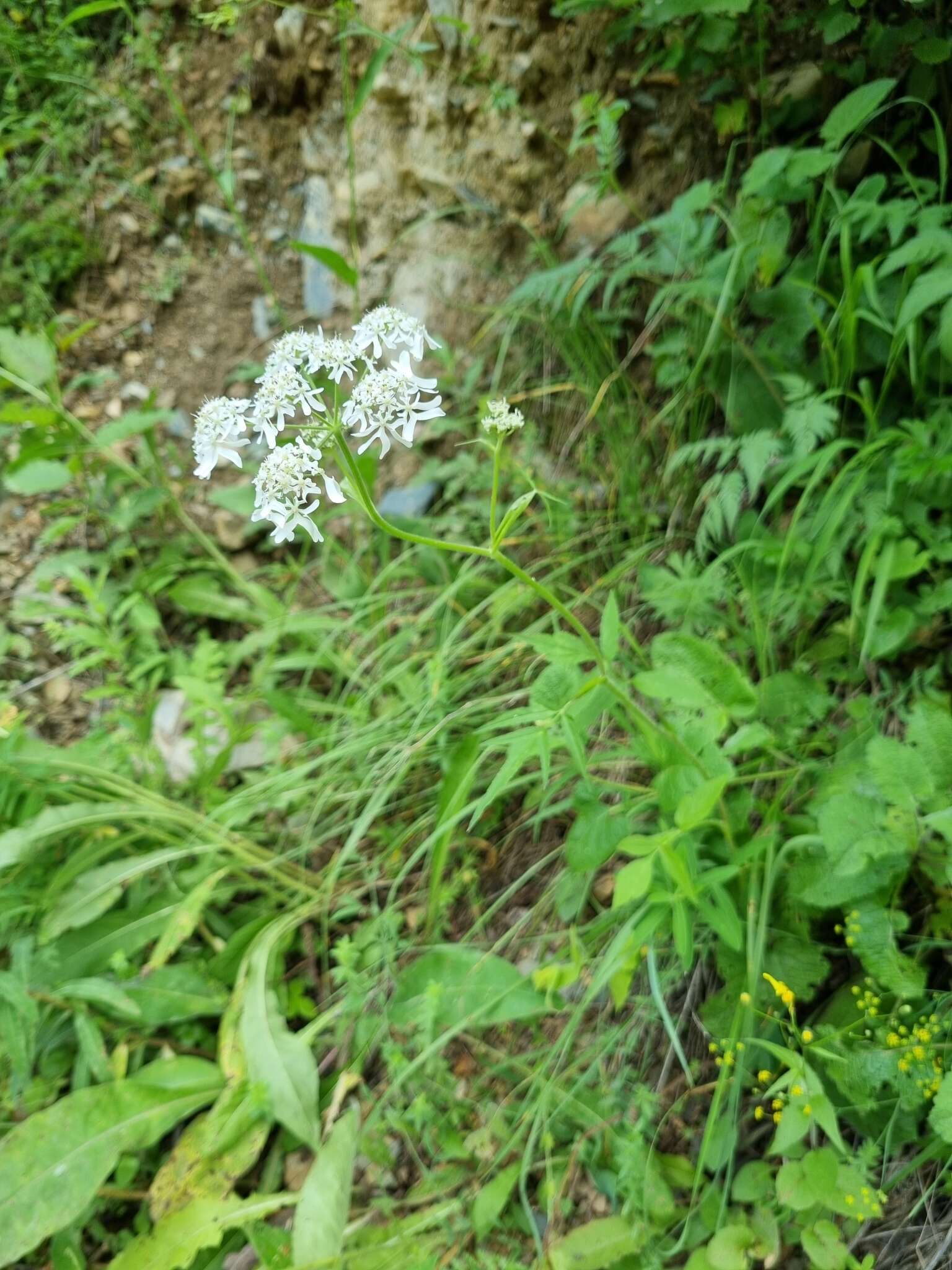 Heracleum chorodanum (Hoffm.) DC.的圖片