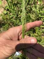 Eragrostis japonica (Thunb.) Trin. resmi