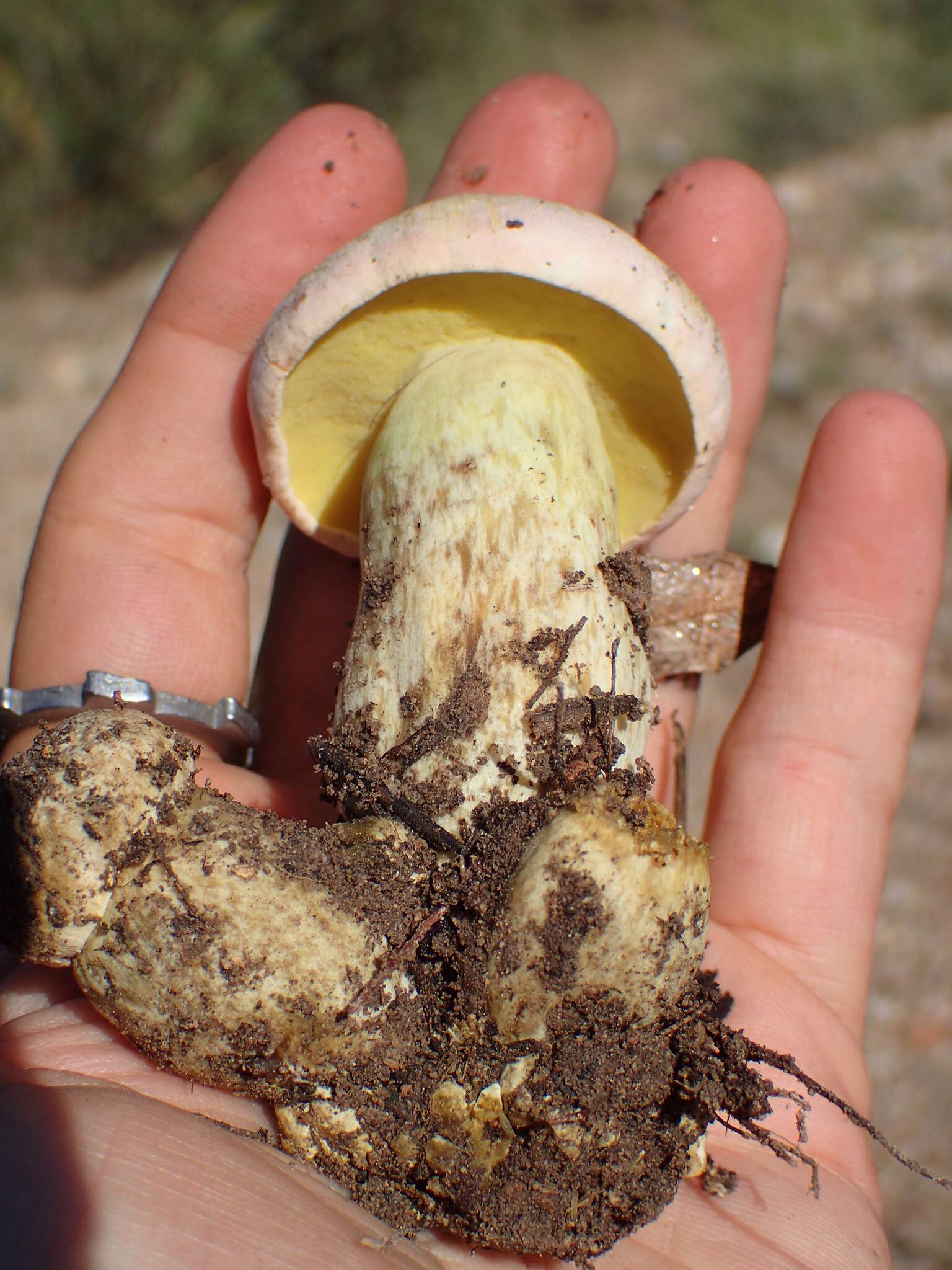 Butyriboletus pulchriceps (Both, Bessette & R. Chapm.) Kuan Zhao & Zhu L. Yang 2015的圖片