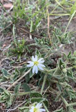 Image of Stellaria dichotoma L.