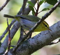 Image of Yellow-throated Warbler