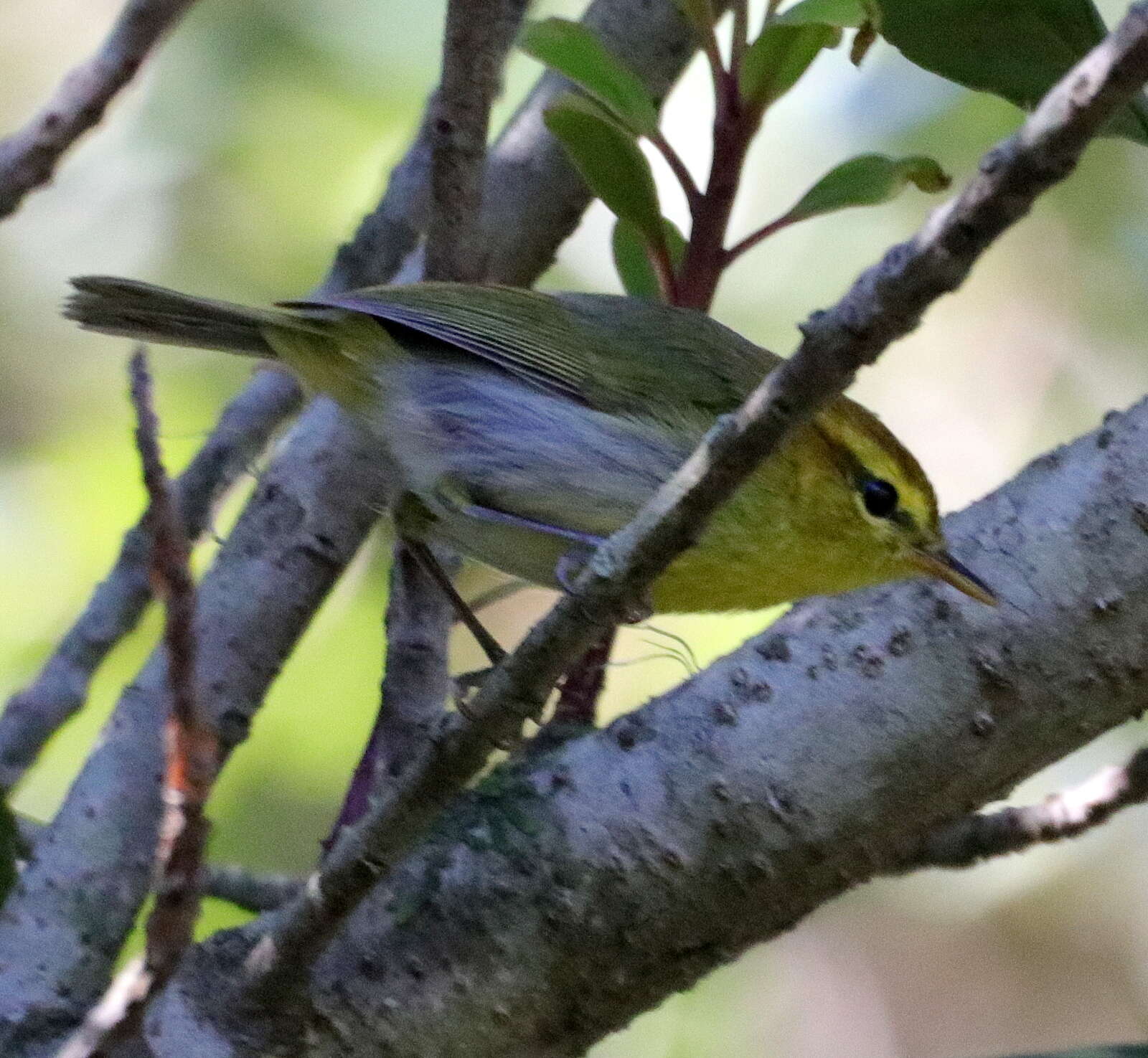 صورة Phylloscopus ruficapilla (Sundevall 1850)