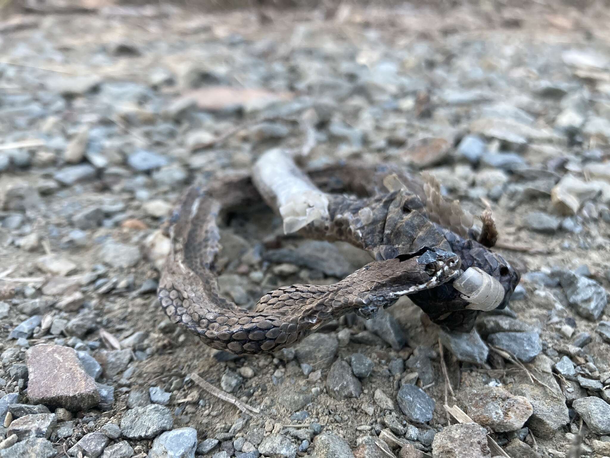 Image of White-lipped snake