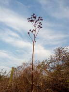 Image of Agave karwinskii Zucc.