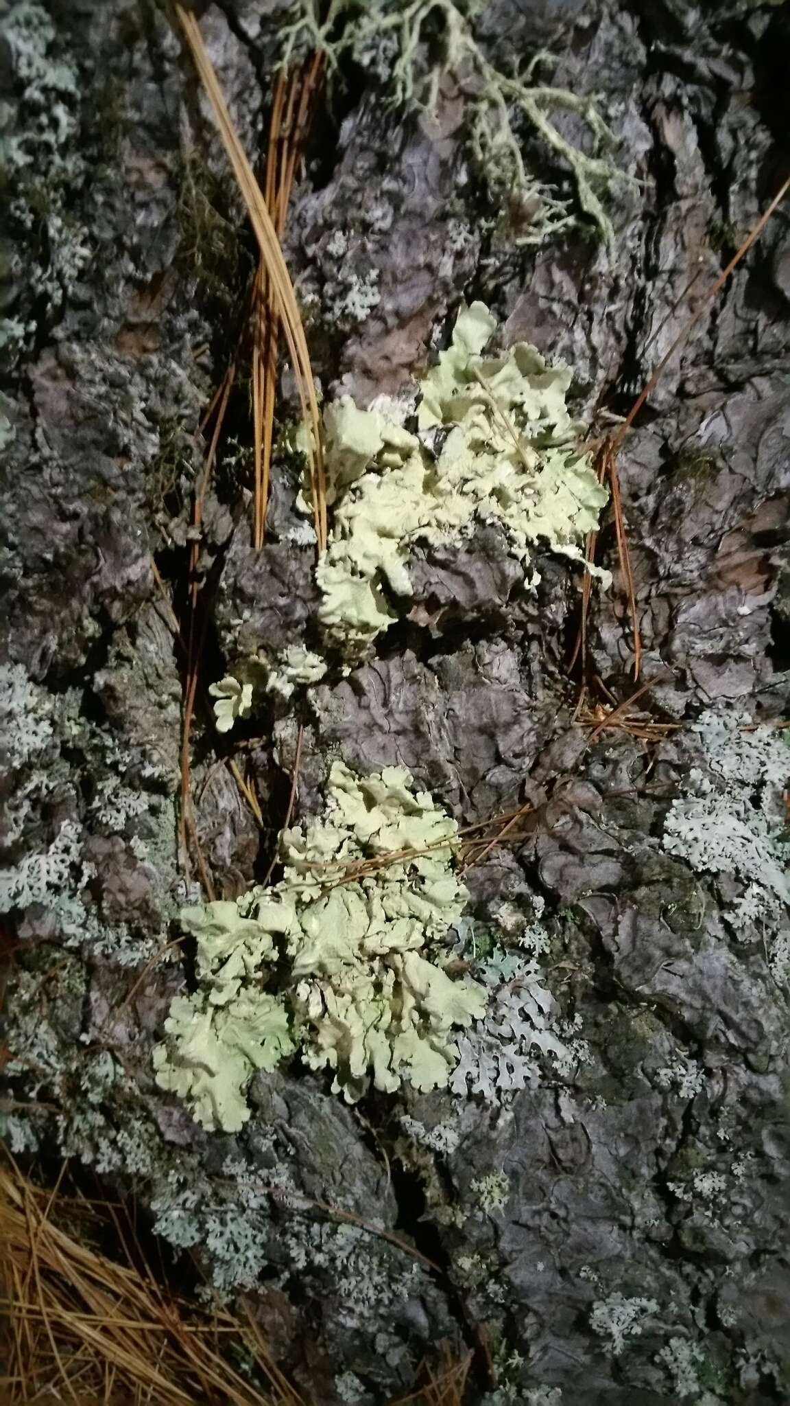 Image of Hammered shield lichen