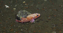 Image of Rosethorn rockfish