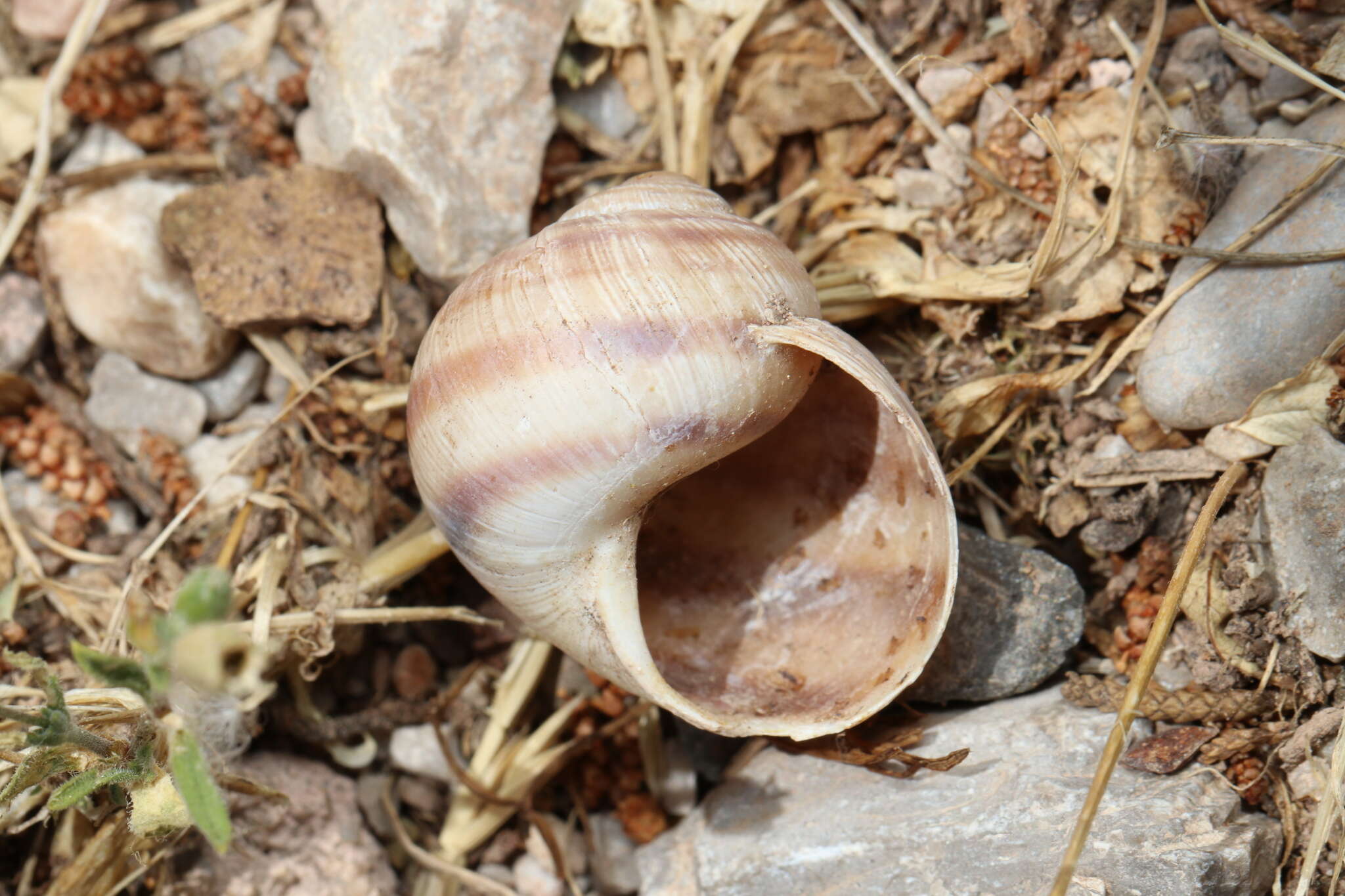 Imagem de Helix figulina Rossmässler 1839