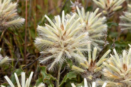 Слика од <i>Ptilotus angustifolius</i>