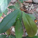 Image of Palaquium galactoxylum (F. Muell.) H. J. Lam