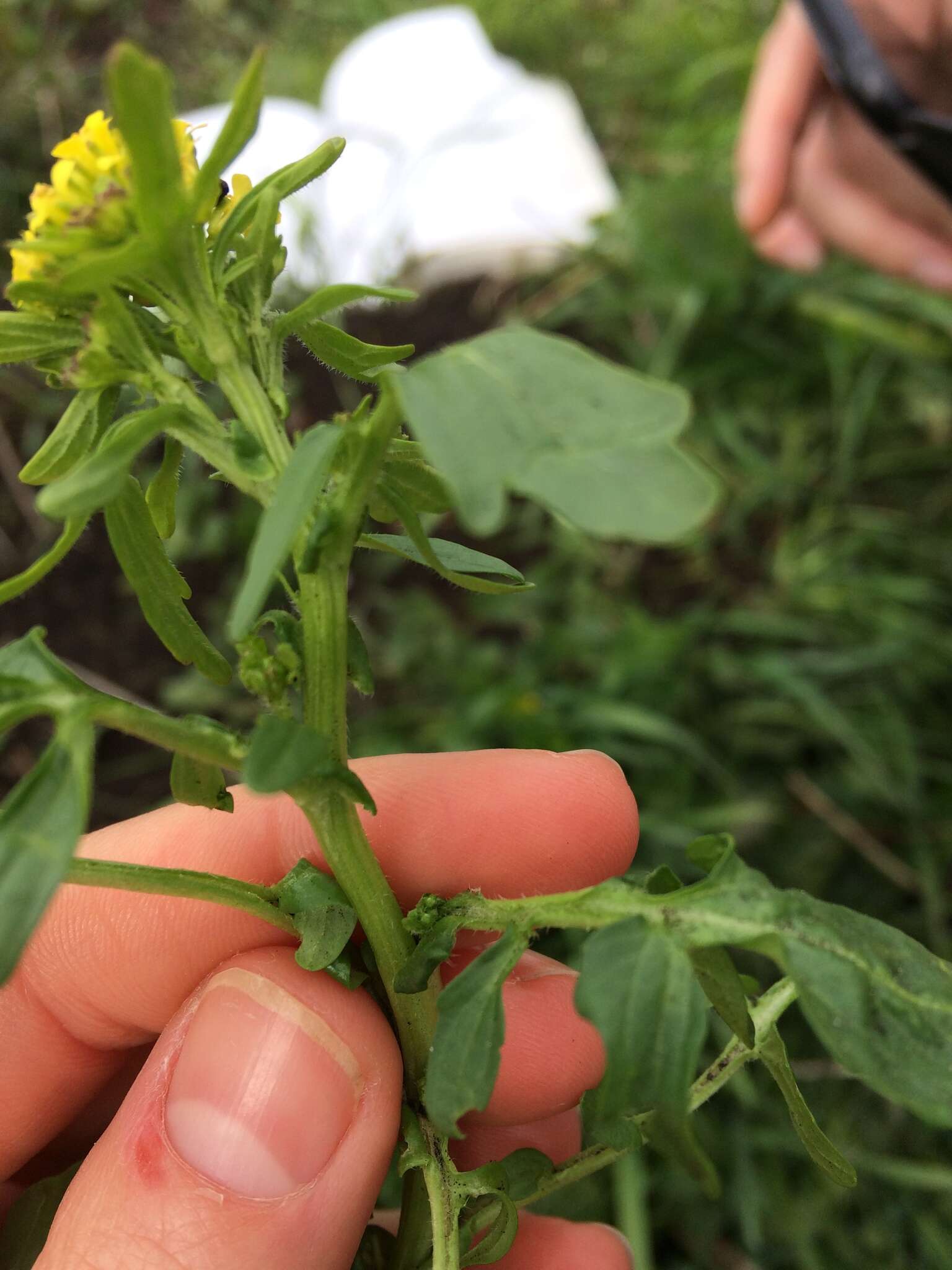 Image of medium flowered winter-cress