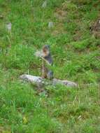 Image of Columbian ground squirrel