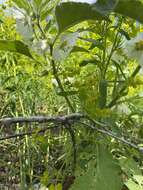 Image of large false groundcherry