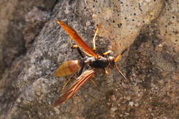 Image de <i>Polistes <i>comanchus</i></i> comanchus