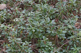 Image of pipsissewa