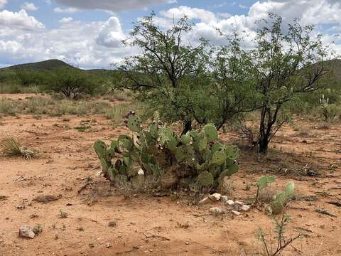 Plancia ëd Opuntia engelmannii var. engelmannii