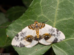 Image of clouded magpie