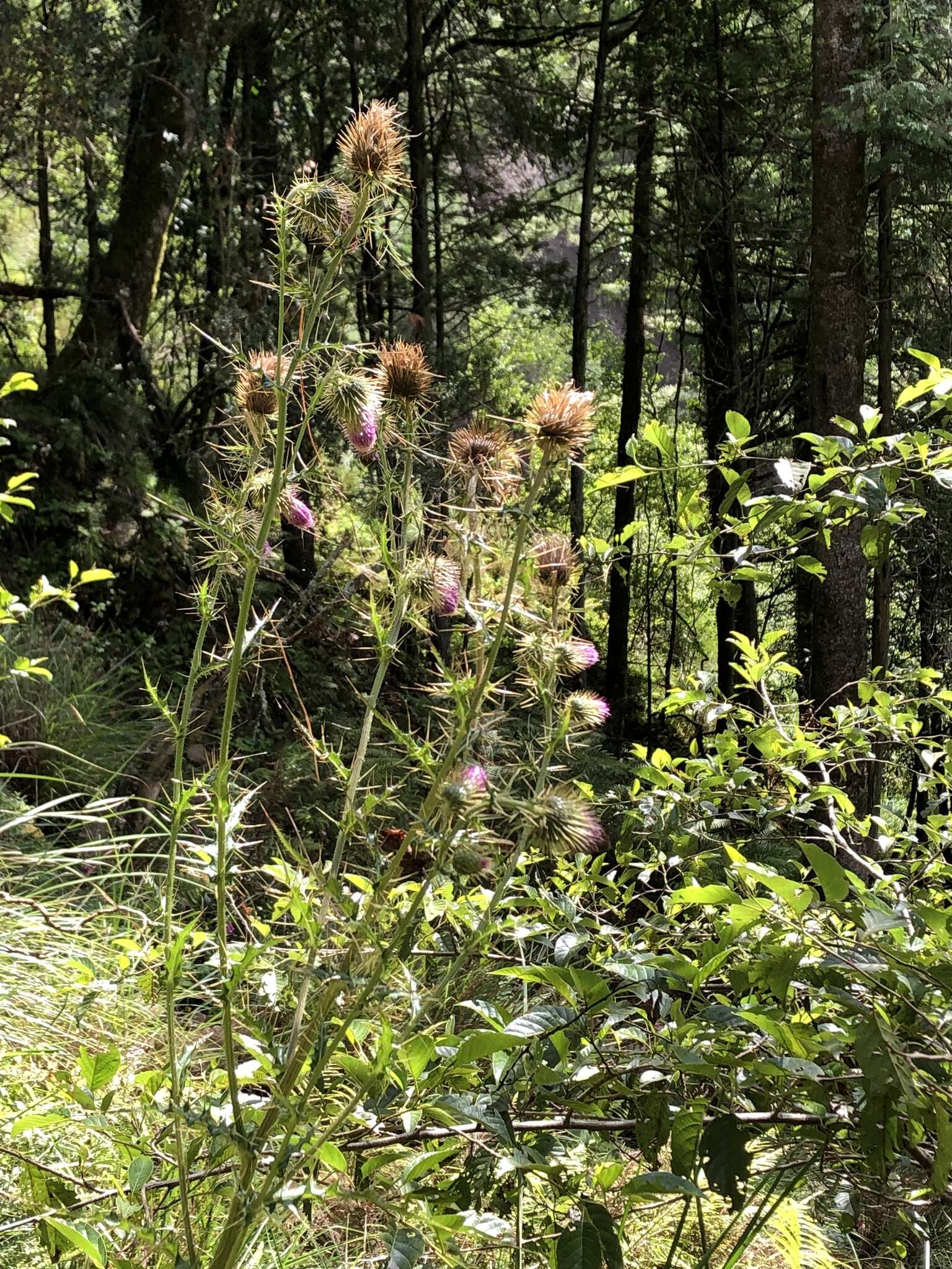 Imagem de Cirsium ferum