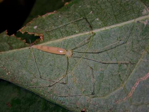 Plancia ëd Leptopholcus borneensis Deeleman-Reinhold 1986