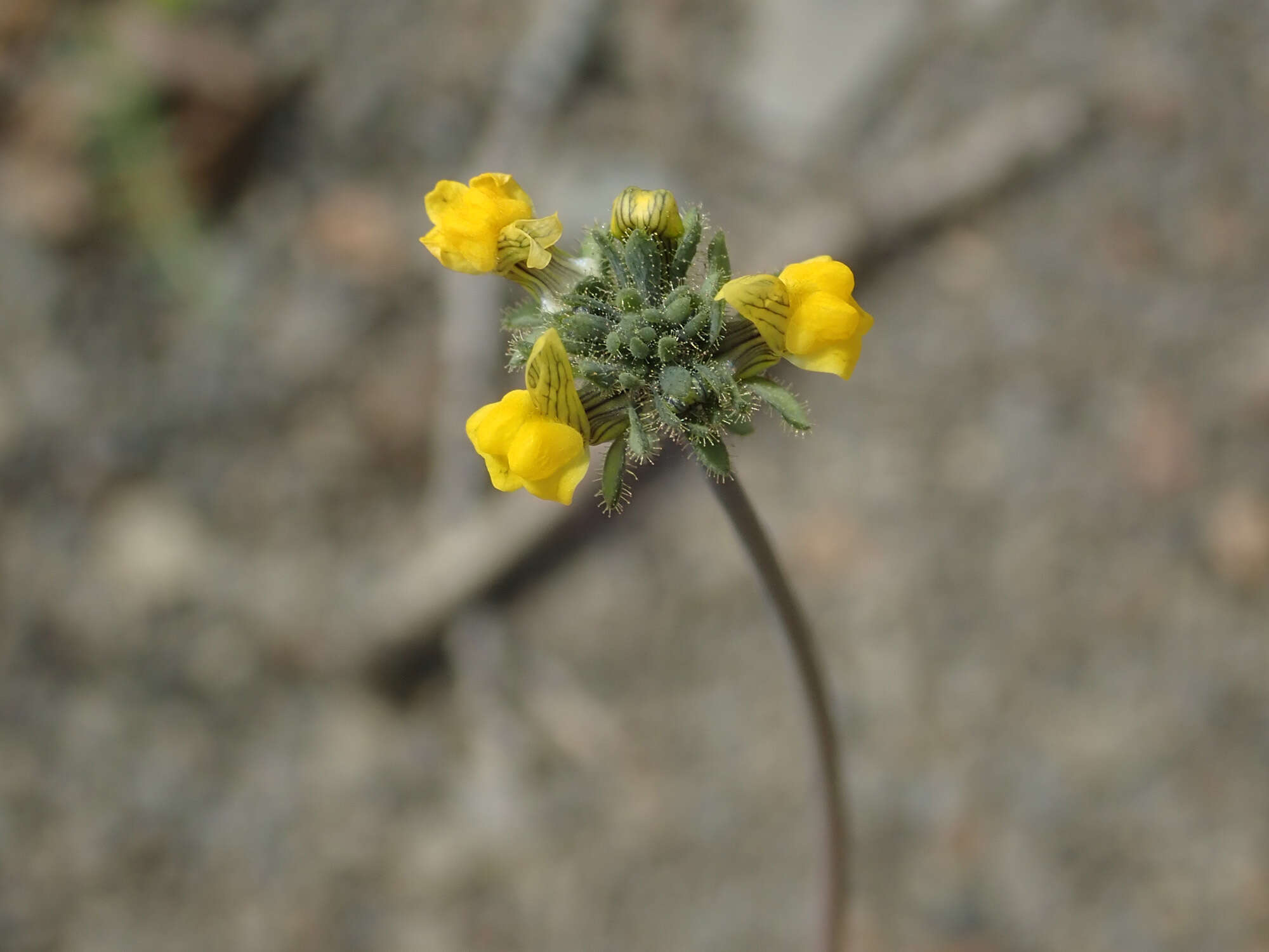 Слика од Linaria simplex (Willd.) DC.