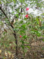 Image of Poeppig's rosemallow