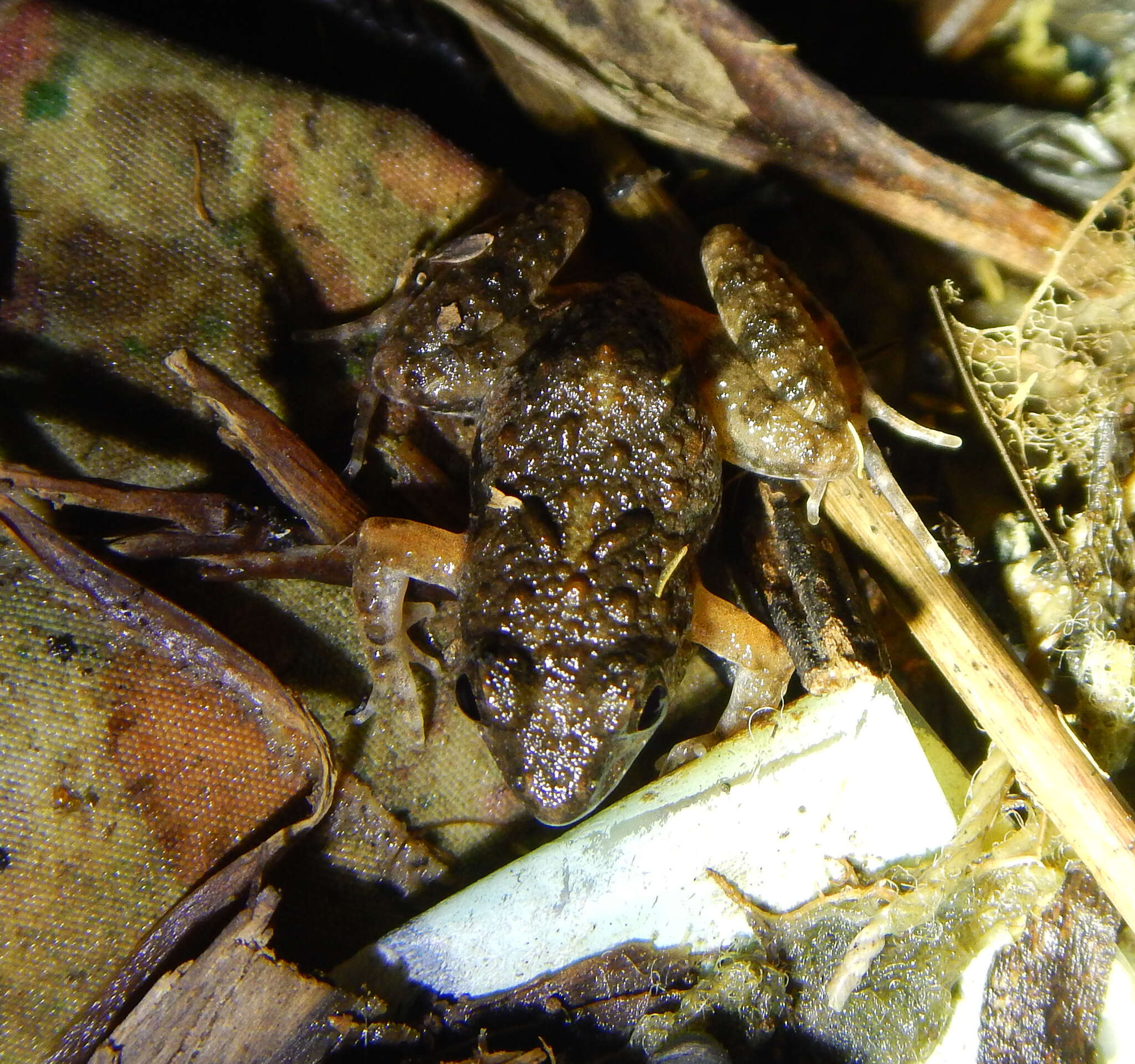 Image of Mababe river frog