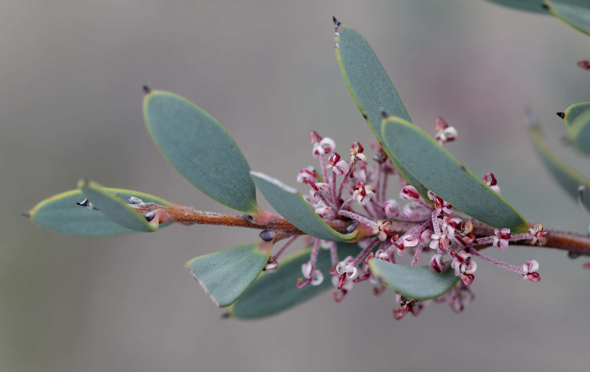 Image of Hakea incrassata R. Br.