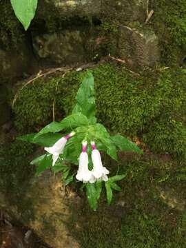 Image of Small's beardtongue