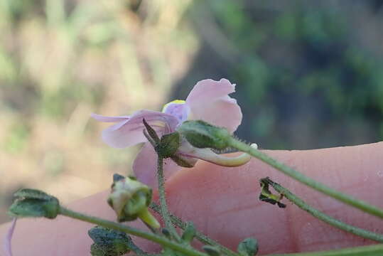 Image of snapdragon