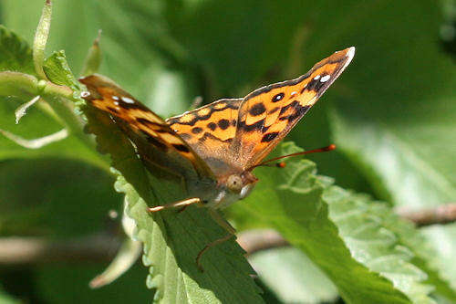 Imagem de Thaleropis ionia Fischer von Waldheim & Eversmann 1851