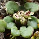 Image of Azorella exigua (Hook. fil.) Drude