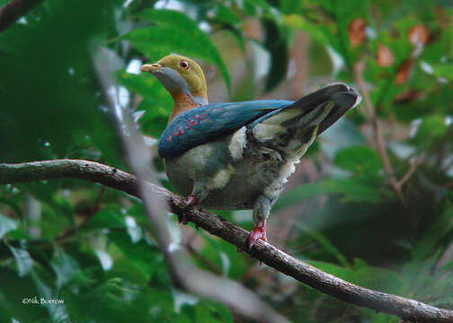 Image of Pink-spotted Fruit Dove