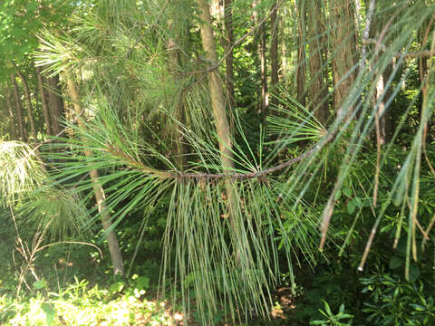 Image of Loblolly Pine