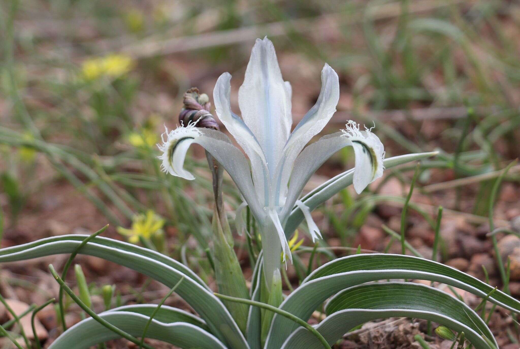 Image of Iris subdecolorata Vved.