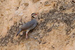 Alectoris melanocephala (Rüppell 1835) resmi