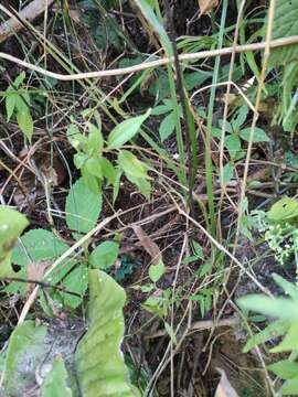 Image of Neocheiropteris ovata (Wall. ex Hook. & Grev.) Fraser-Jenkins