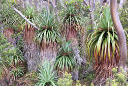 صورة Richea pandanifolia Hook. fil.