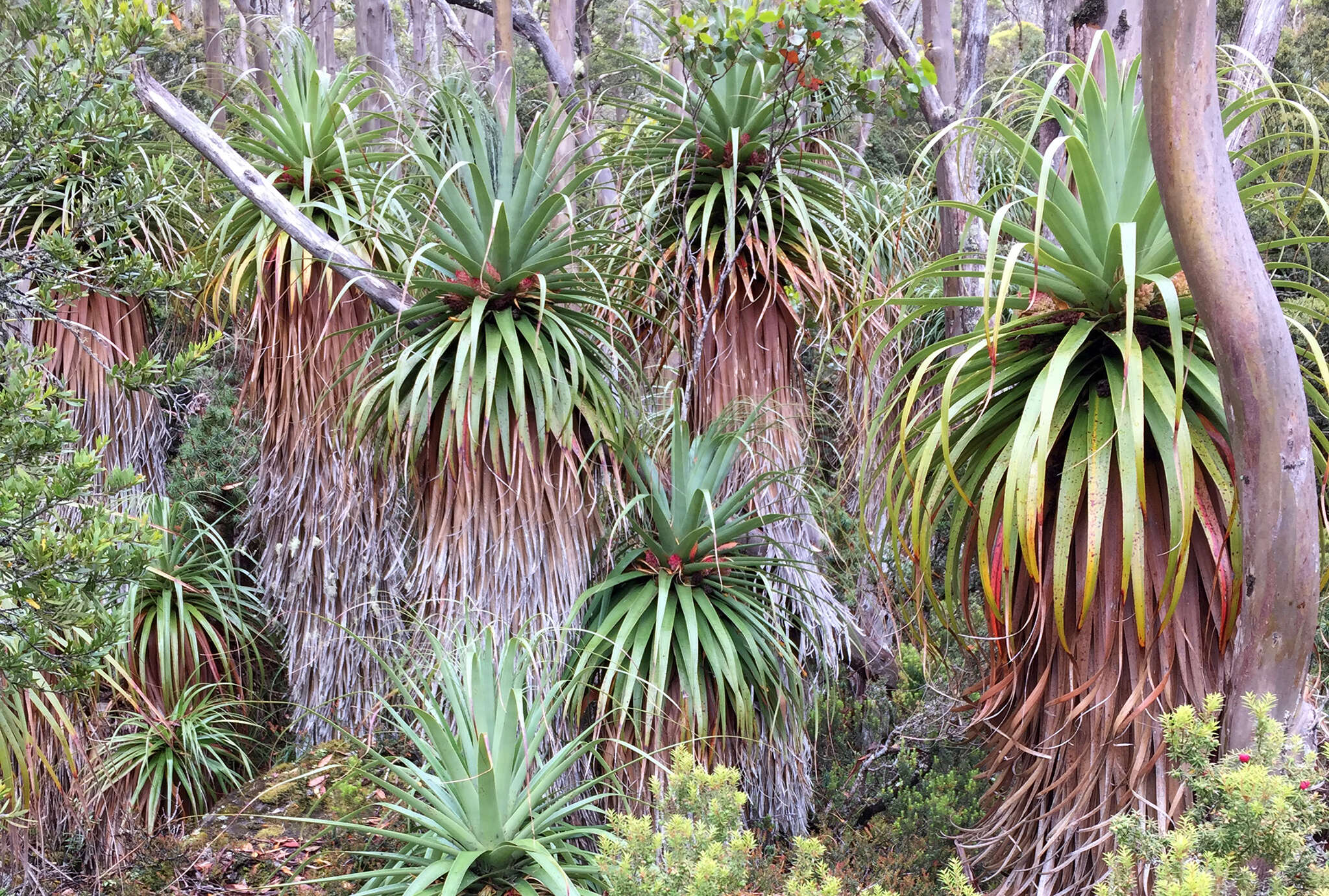 Sivun Richea pandanifolia Hook. fil. kuva