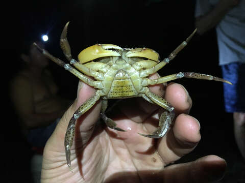 Image of Sylviocarcinus pictus (H. Milne Edwards 1853)