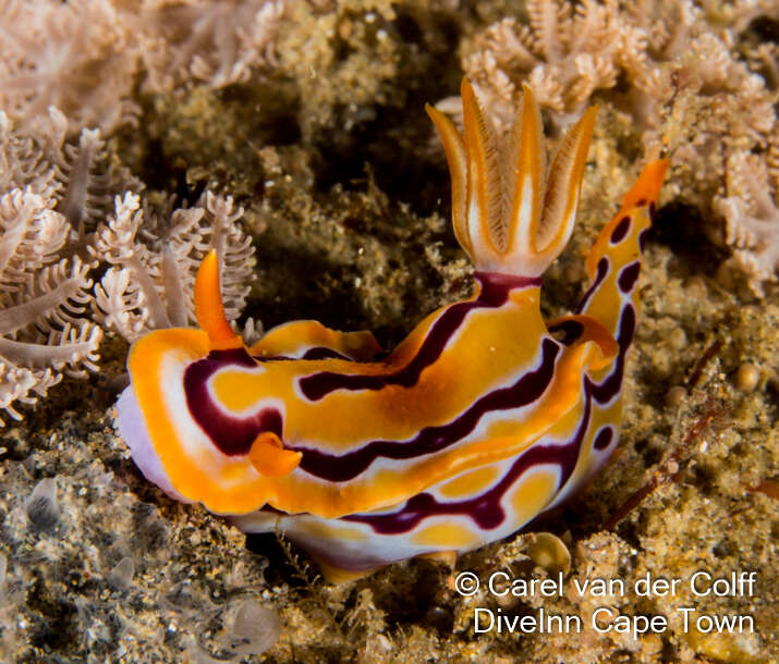 Image of Hypselodoris regina Ev. Marcus & Er. Marcus 1970