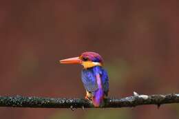 Image of Black-backed Kingfisher