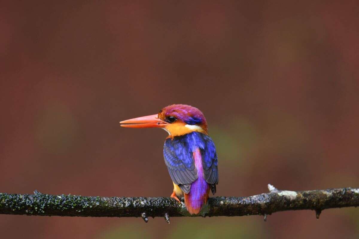 Image of Black-backed Kingfisher