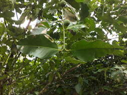 Image of Lemon Drop Mangosteen