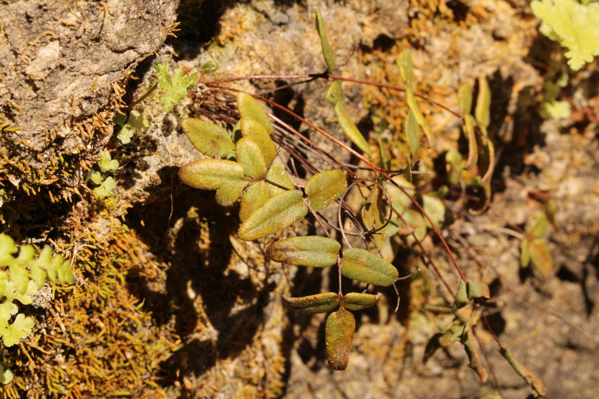 Image of smooth cliffbrake