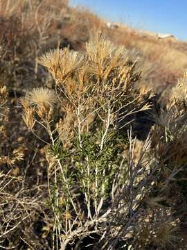 صورة Lorandersonia pulchella (A. Gray) Urbatsch, R. P. Roberts & Neubig